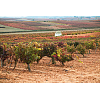 Imagen de noticia: Visita Cultural a la Bodega Hnos. Pérez Pascuas de Pedrosa de Duero