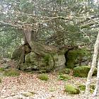 árbol sobre roca